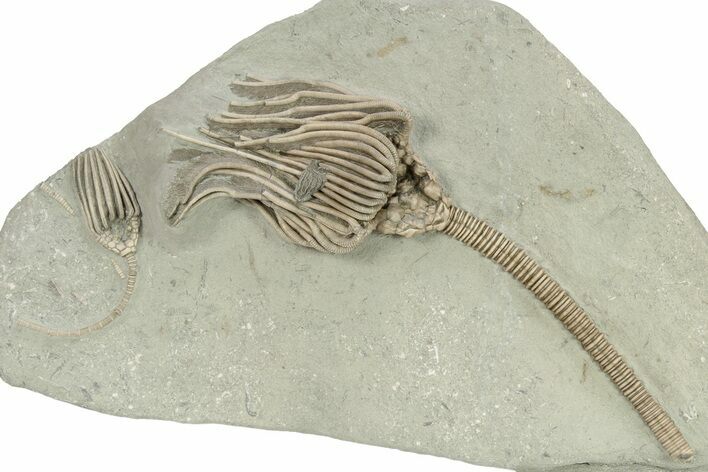 Spectacular Actinocrinites Crinoid With Macrocrinus - Indiana #272813